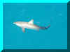 shark we caught while bottom fishing (42268 bytes)